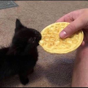 Meet your Posher, Zi